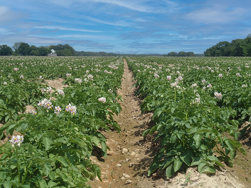 Dublin Farms Groundwater Permitting Application