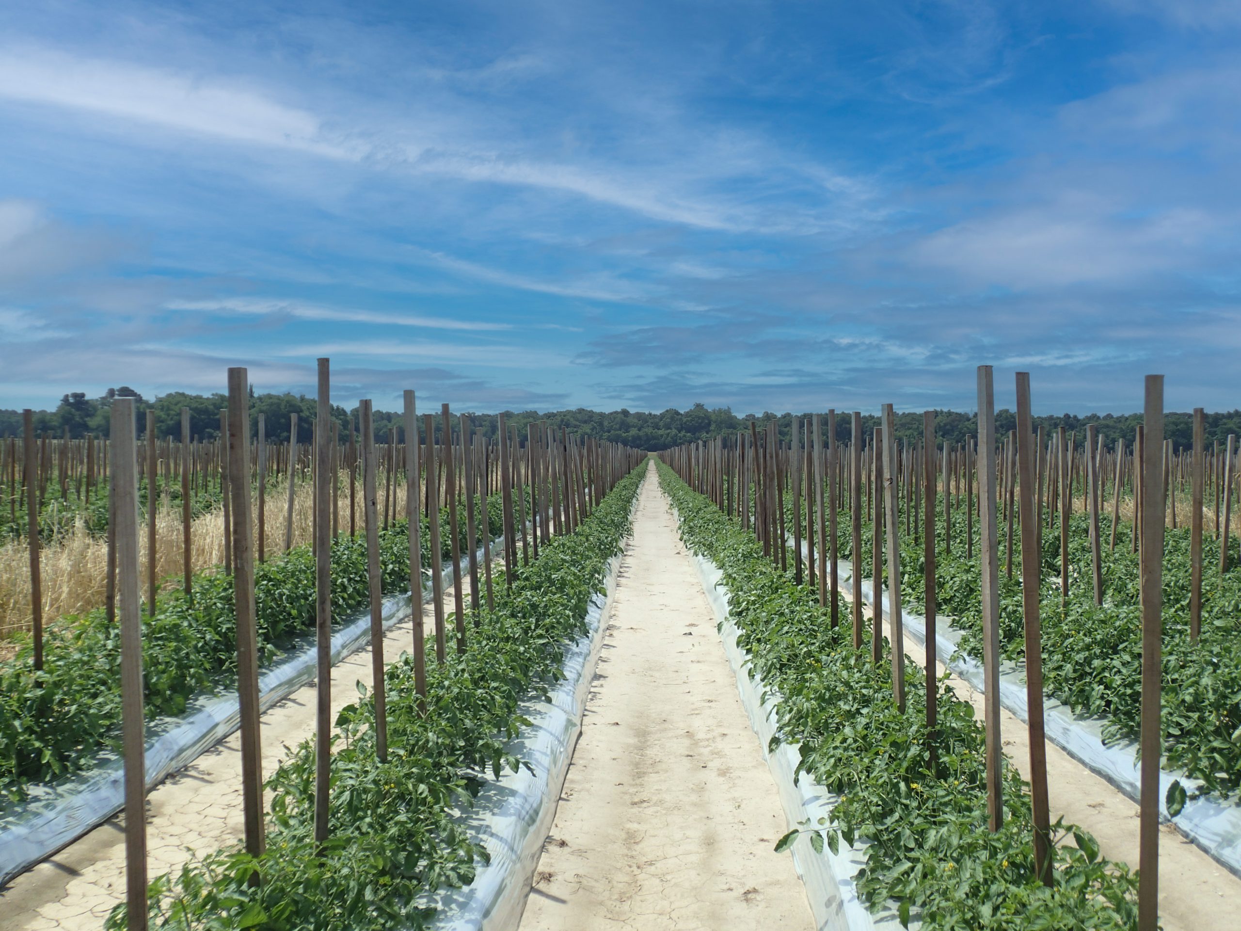 Tomato-Farm_groundwater-permitting